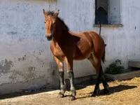 Caballo, Caballos — foto 6
