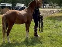 Cavalo, Cavalos — foto 1