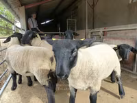 Ovca, White Suffolk sheep — fotografija 3