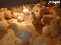 Chickens — 照片 3