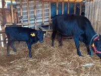 母牛, Cattle — 照片 1