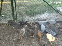 Guinea fowl — fotografija 1