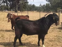 Koza, Boer goat — zdjęcie 4