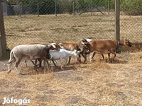 Oveja, Cameroon sheep — foto 6