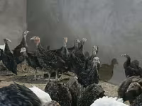 Turkeys — fotografija 4