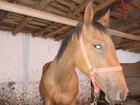Pastuv, Manipuri pony — fotografija 4