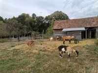 Chèvre, Chèvres — photo 2