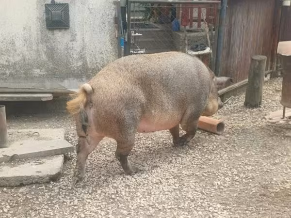 Porca, 