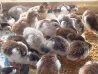 Chickens — الصورة 2