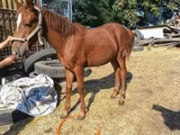 Horse (M), Kisber felver — photo 1