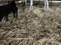 Toro, Russian Black pied cattle — foto 3