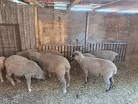 母羊, Sheep — 照片 2