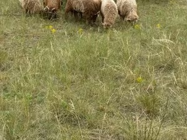 Вівці (партія, стать не вказано), Racka sheep — Угорщина