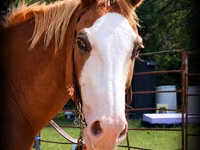 Pastuv, American paint horse — fotografija 2