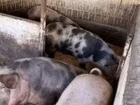 Cerdos (lote, sexo no especificado), Cerdos — foto 8