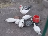 Ducks — foto 1
