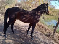 Horse (M), Karabair horse — photo 4