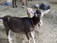 Kozioł, Kozy — zdjęcie 1