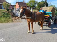 Caballo, Caballos — foto 4
