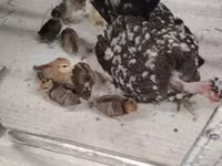 Guinea fowl — fotografija 6
