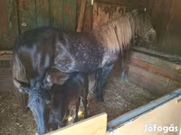 母马, Horses — 照片 2