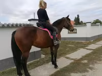 Kobyła, Hungarian horse breed — zdjęcie 6