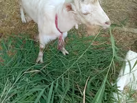 Koza, LaMancha goats — zdjęcie 3