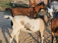 बकरा, बकरियाँ — फ़ोटो 1