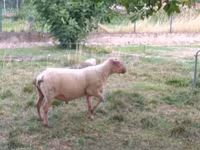 Ram, Rouge de l’Ouest sheep — photo 3