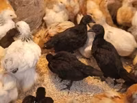 Ayam Cemani — Foto 1