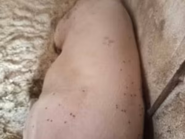 母猪, Pigs