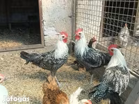 كوشين — الصورة 2