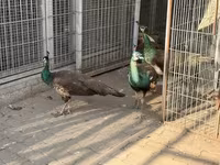 Chickens — Foto 3