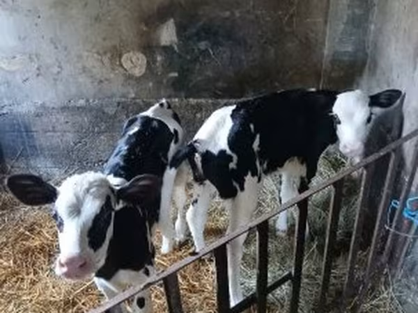 Krava, Russian Black pied cattle