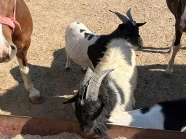 母马, Horses