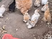 كوشين — الصورة 1
