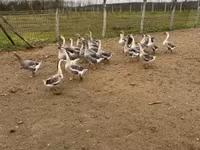 Geese — الصورة 7