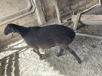 Qoʻchqor, Rhon sheep — 1-rasm