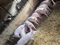 Eber, Schweine — Foto 5