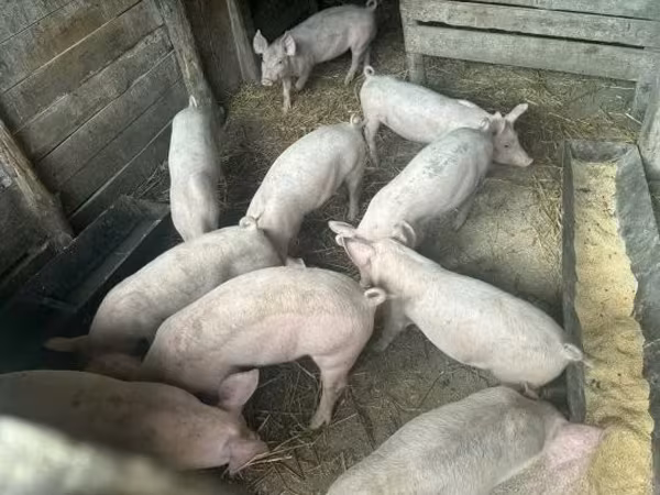 Świnie (partia, płeć nieokreślona), Świnie — Węgry