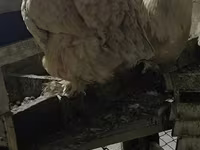 Brahma — foto 3