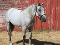 Pastuv, Tennessee Walking Horse — fotografija 5
