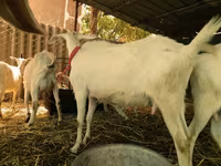 Koze (partija, pol nije naveden), Saanen goat — fotografija 3