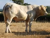 Bik, Charolais cattle — fotografija 1
