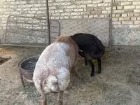 Baran, Arashan sheep — zdjęcie 5