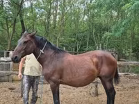Stute, Hungarian horse breed — Foto 4