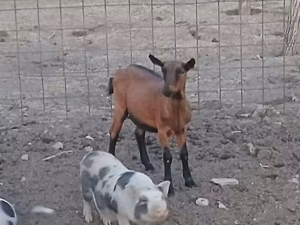 Chèvre, Alpine goat