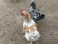 Chickens — zdjęcie 3