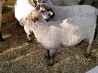 Ovca, Shroshire sheep — fotografija 2