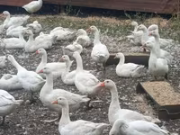 Geese — fotografija 1